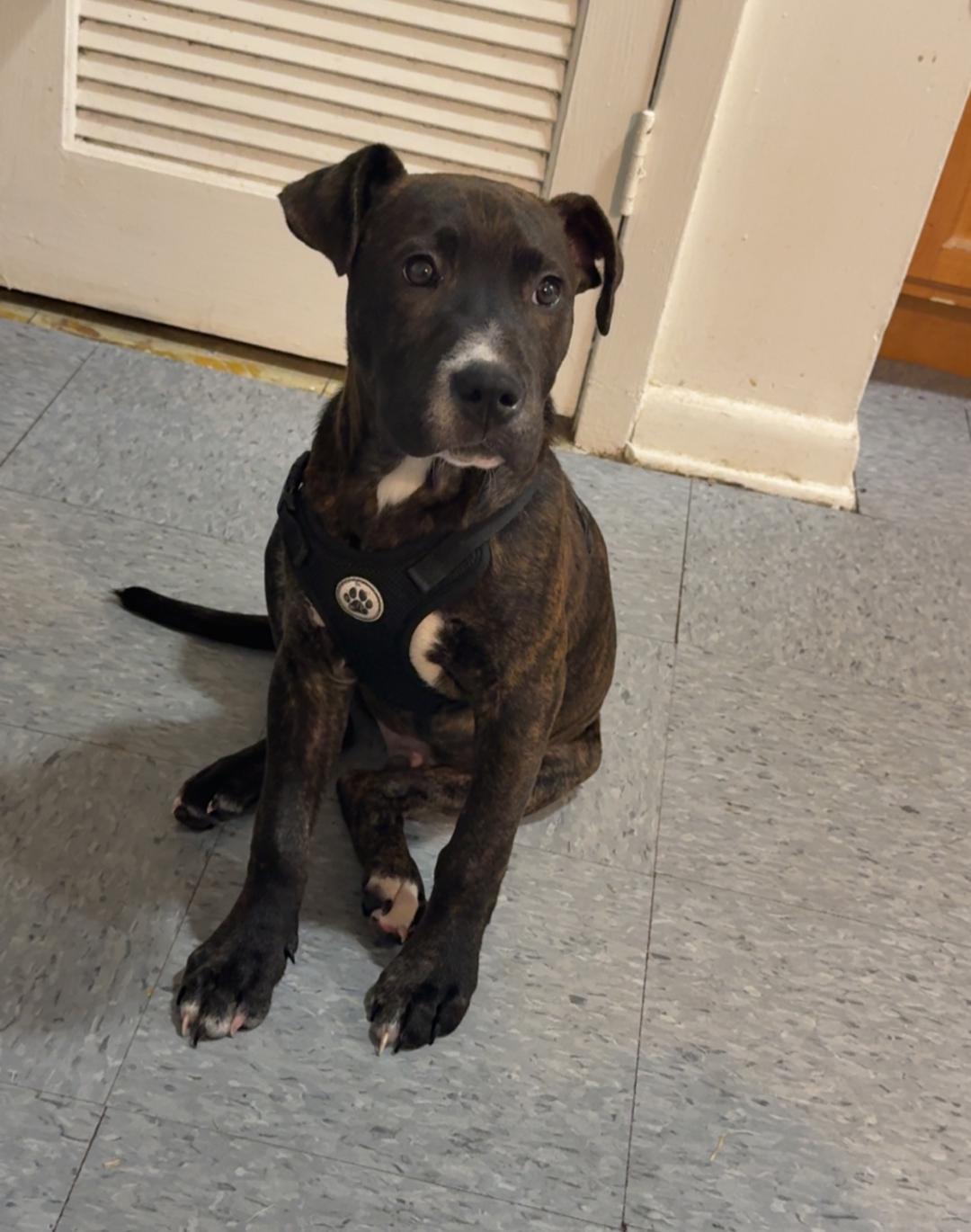 Rudy Rolf - Santa Litter, Adopted, Puppy Male American Staffordshire Terrier.