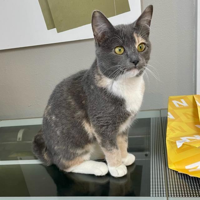 Enlarge Poppy, an adopted mixed breed in Benson, MN image 1/2