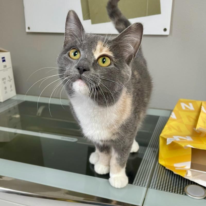 Enlarge Poppy, an adopted mixed breed in Benson, MN image 2/2