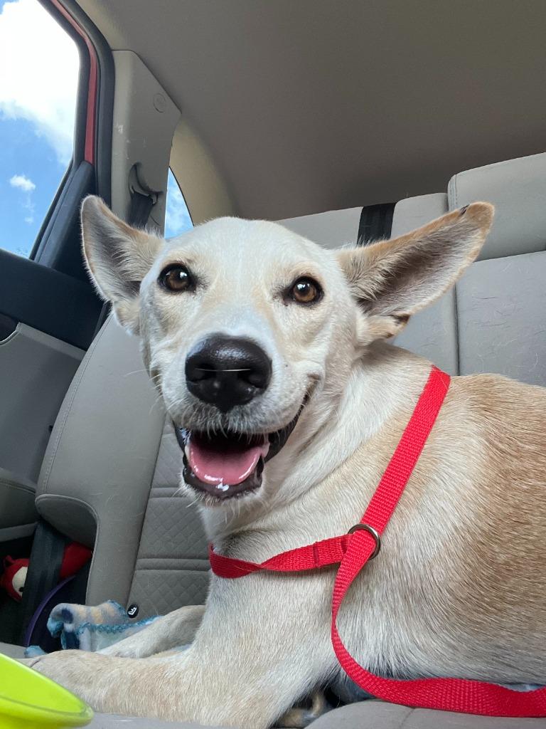 Leopold, a Adoptable mixed breed in Tulsa, OK image 2/6