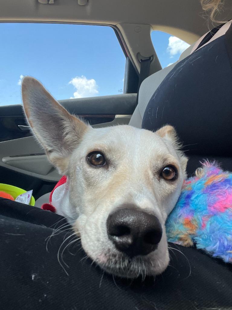 Leopold, a Adoptable mixed breed in Tulsa, OK image 3/6