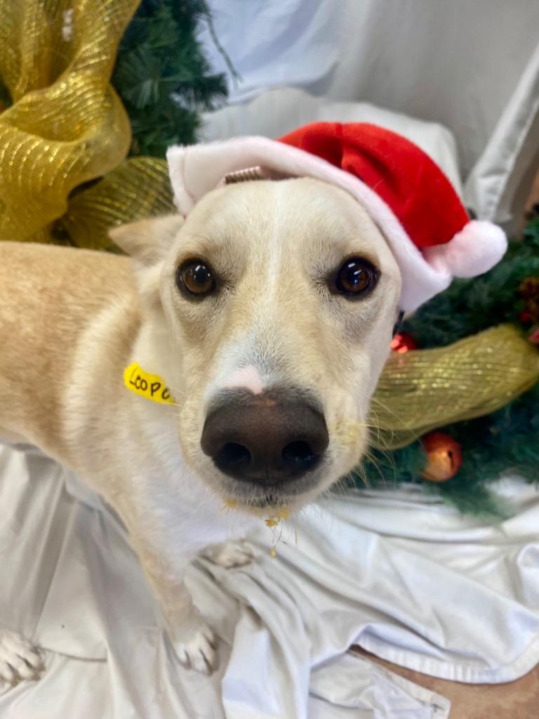 Leopold, a Adoptable mixed breed in Tulsa, OK image 4/6