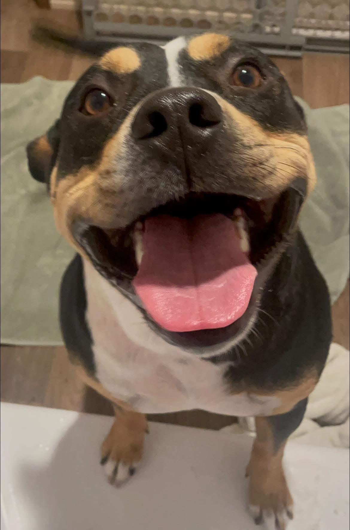 Baxter, Adoptable, Young Male American Bully & American Staffordshire Terrier.