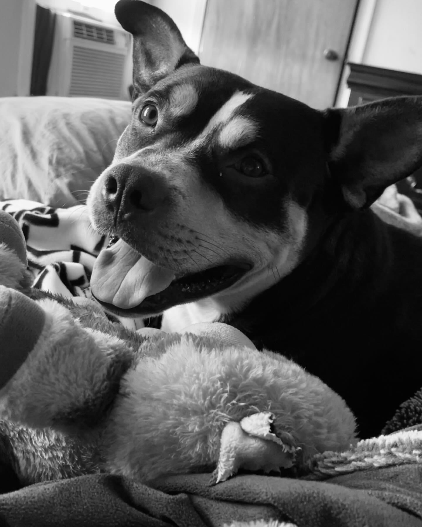 Enlarge Baxter, a Adoptable mixed breed in Inez, TX image 5/5