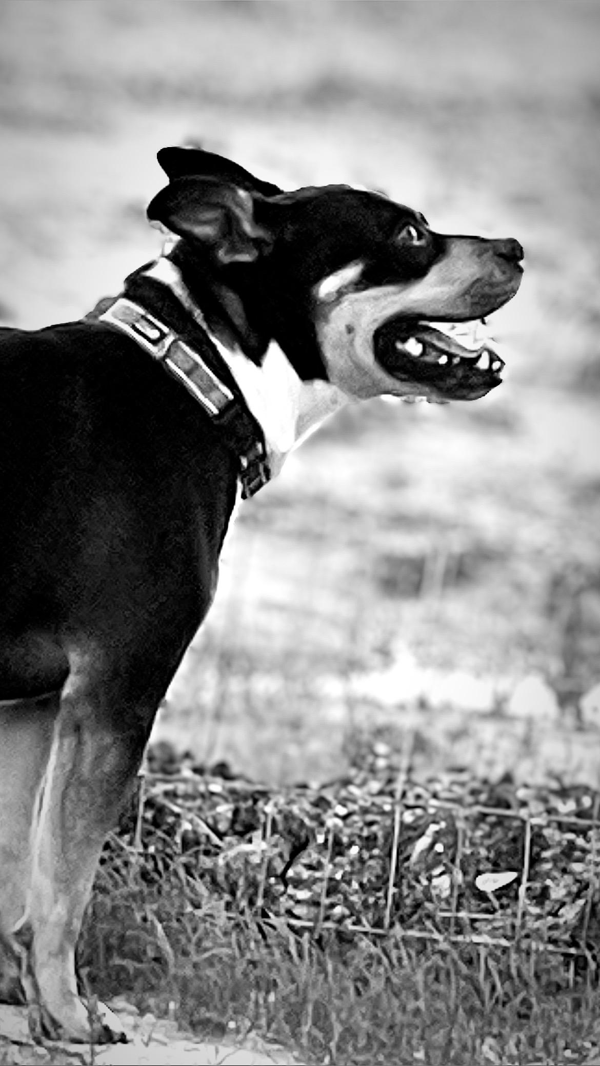 Baxter, Adoptable, Young Male American Bully & American Staffordshire Terrier.