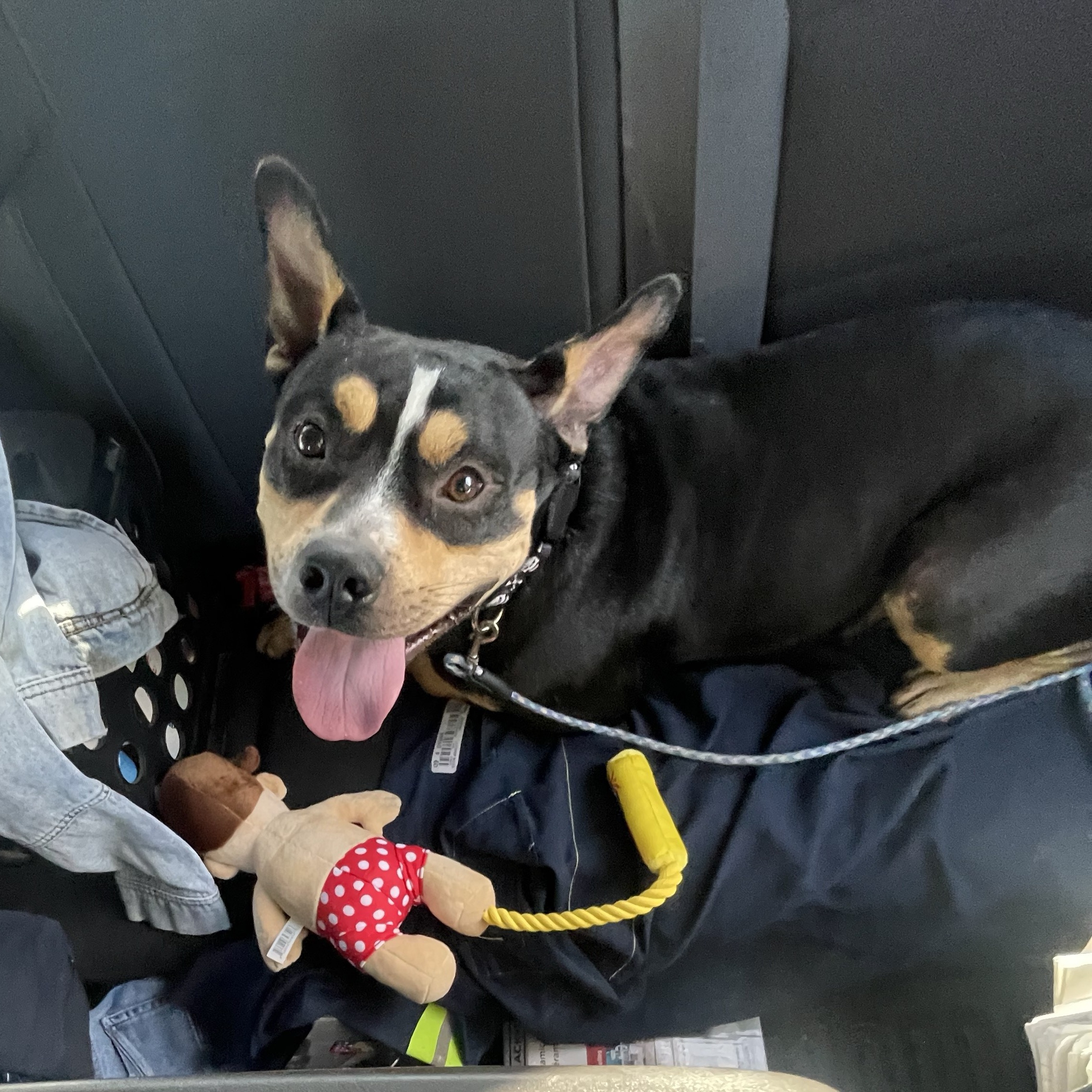 Enlarge Baxter, a Adoptable mixed breed in Inez, TX image 3/5