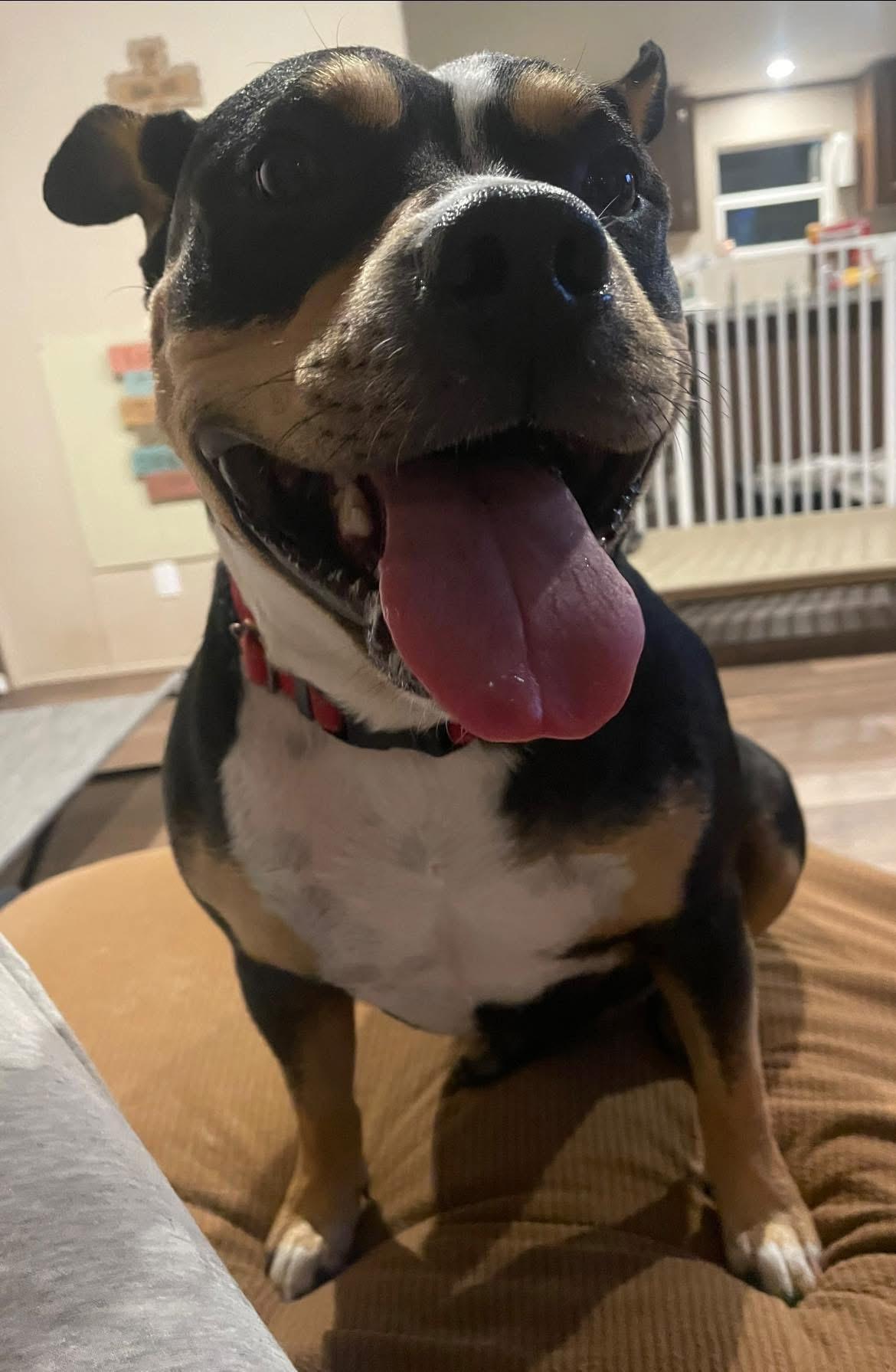 Enlarge Baxter, a Adoptable mixed breed in Inez, TX image 2/6