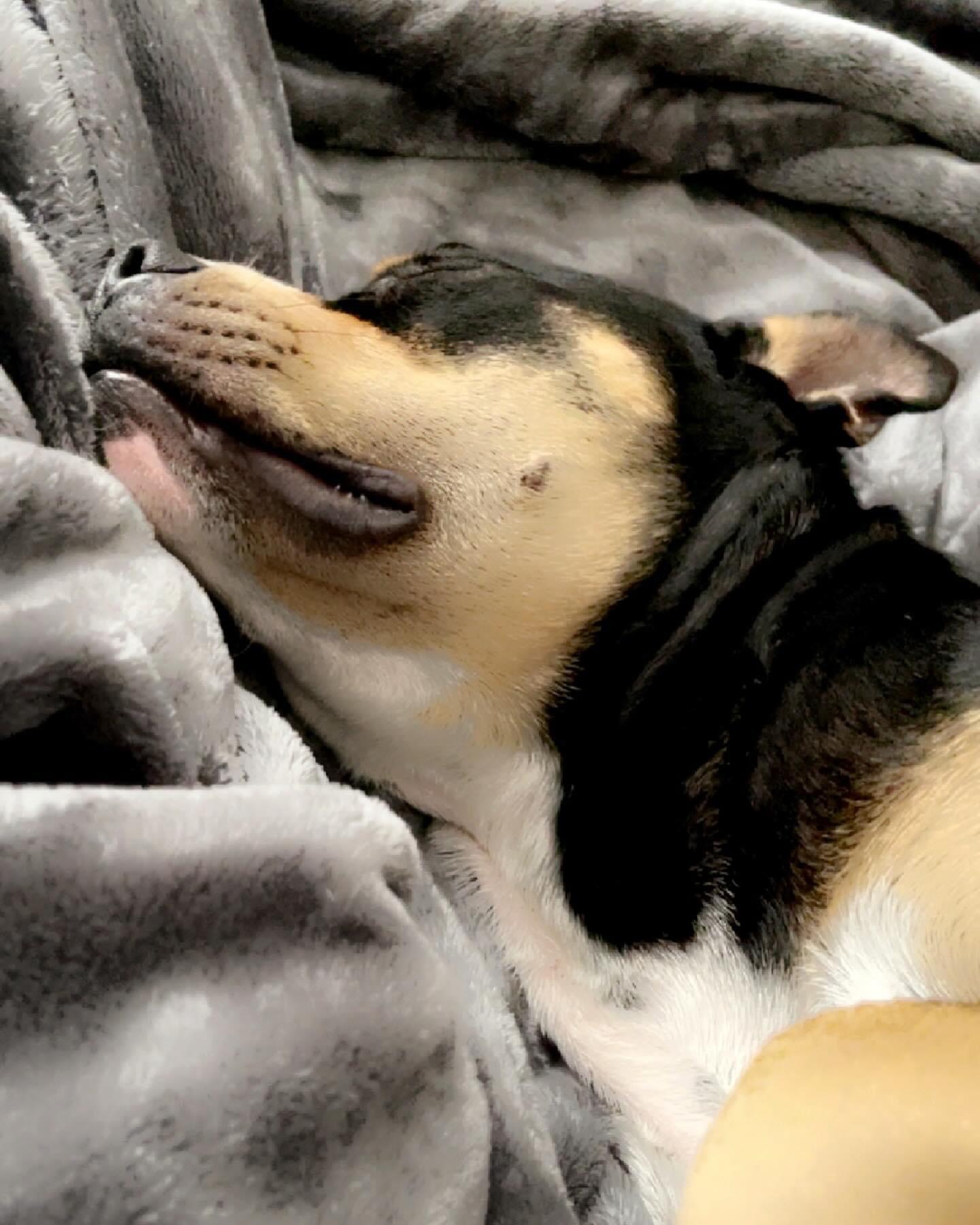 Enlarge Baxter, a Adoptable mixed breed in Inez, TX image 4/5