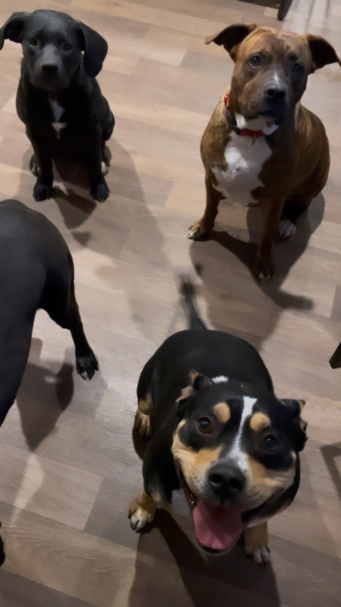 Baxter, Adoptable, Young Male American Bully & American Staffordshire Terrier.