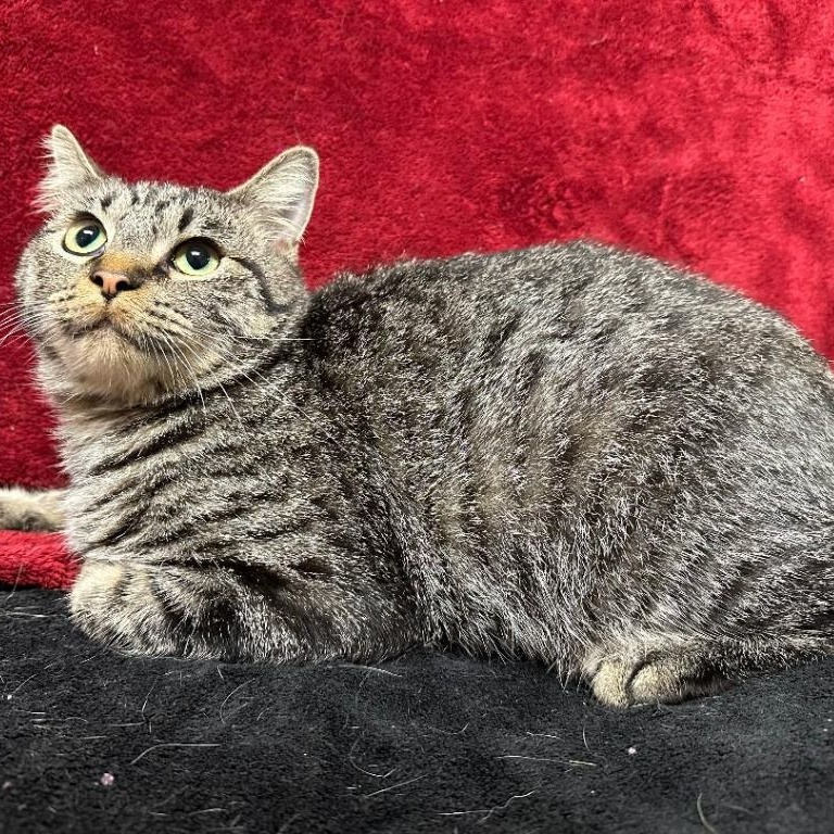 Enlarge Magnolia, a Adoptable Domestic Short Hair in Benld, IL image 2/2