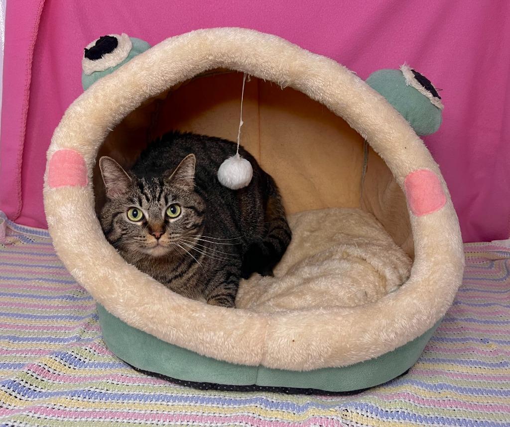 Enlarge Magnolia, a Adoptable Domestic Short Hair in Benld, IL image 1/2