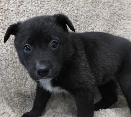 Daphie, Adoptable, Puppy Female Border Collie & Shepherd.