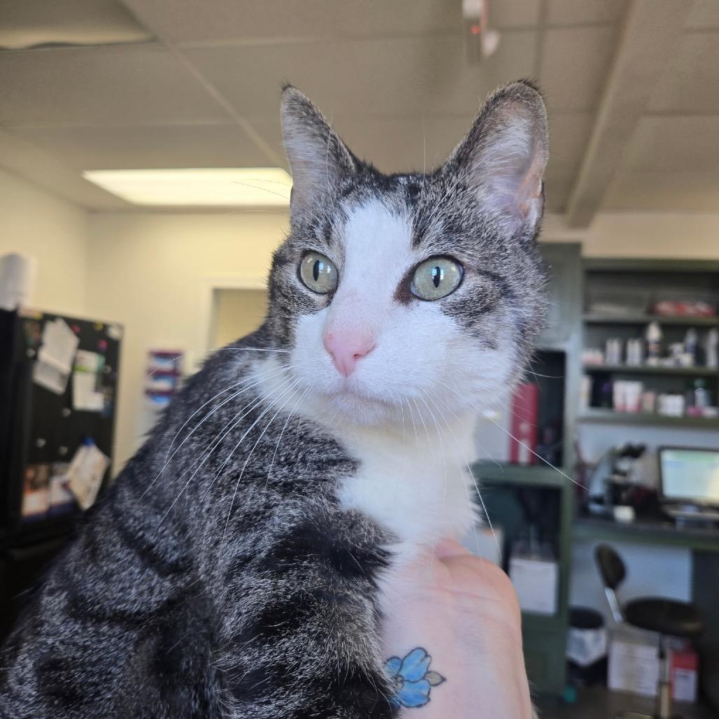 Extra, Adoptable, Adult Male Domestic Short Hair.