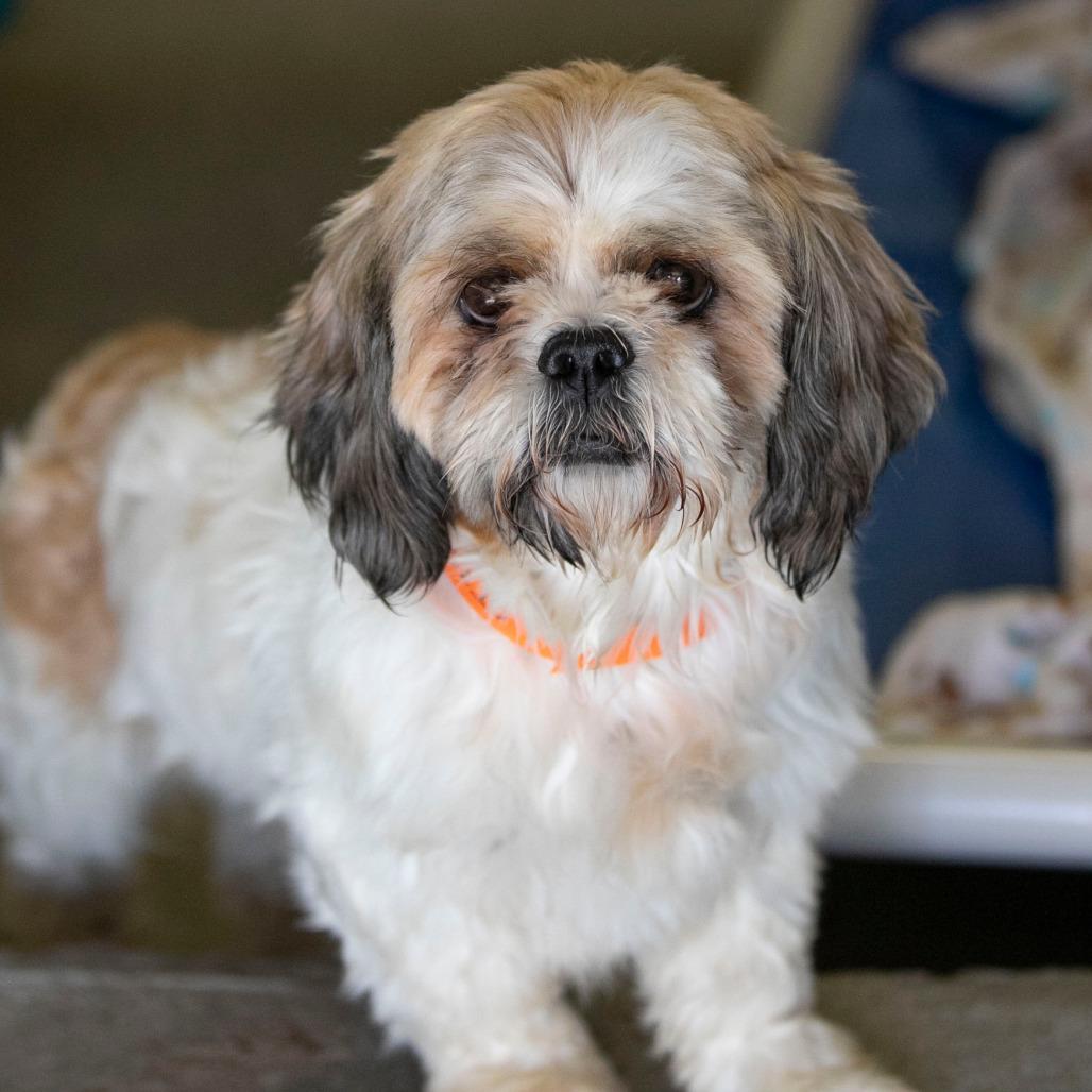 Enlarge Scrappy (OT25-231), a Adoptable Shih Tzu in Peyton, CO image 3/6