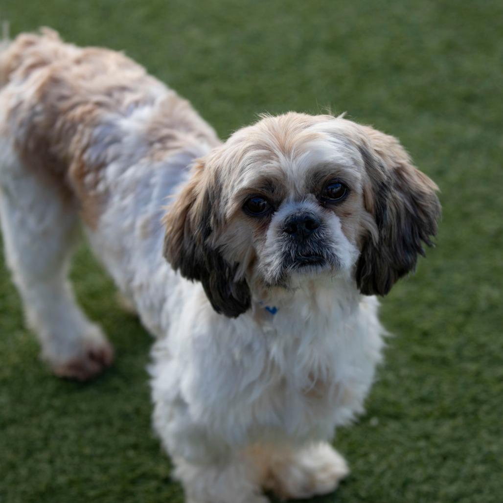 Enlarge Scrappy (OT25-231), a Adoptable Shih Tzu in Peyton, CO image 4/6