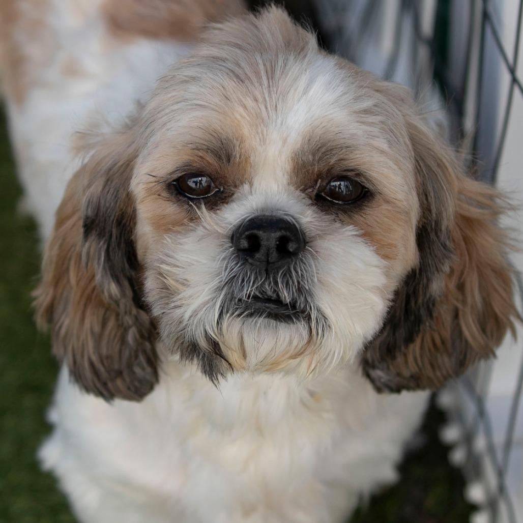 Enlarge Scrappy (OT25-231), a Adoptable Shih Tzu in Peyton, CO image 5/6