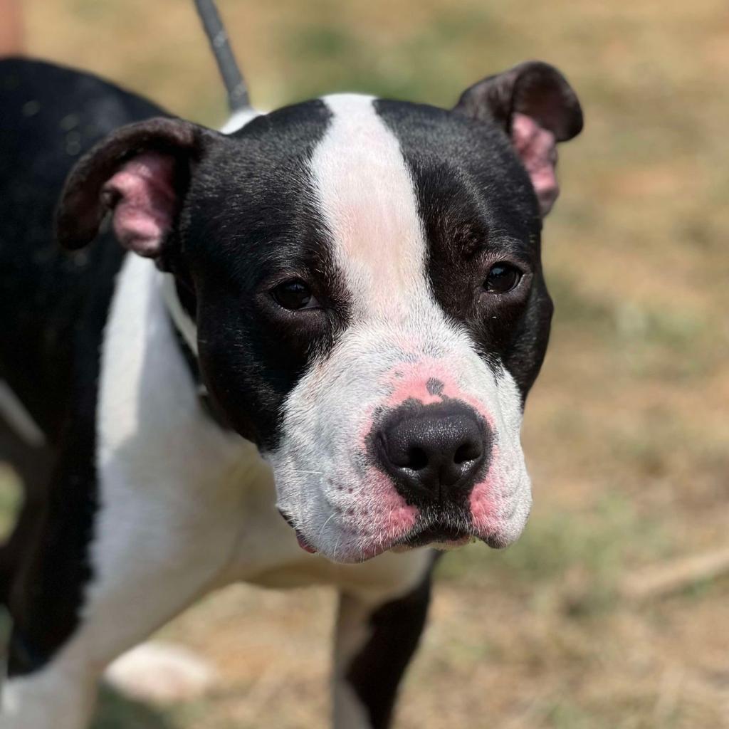 Einstein, Adoptable, Adult Male Mixed Breed.