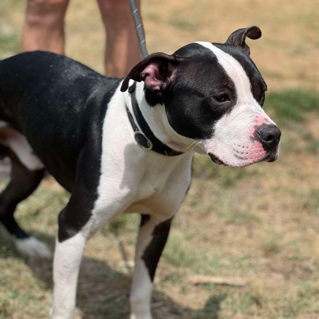 Enlarge Einstein, a Adoptable Mixed Breed in Huntington, WV image 2/5