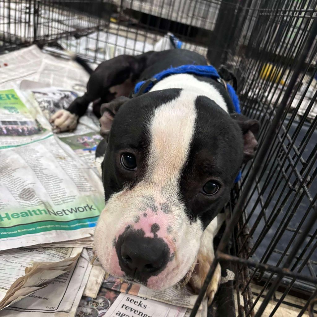 Enlarge Einstein, a Adoptable Mixed Breed in Huntington, WV image 4/5