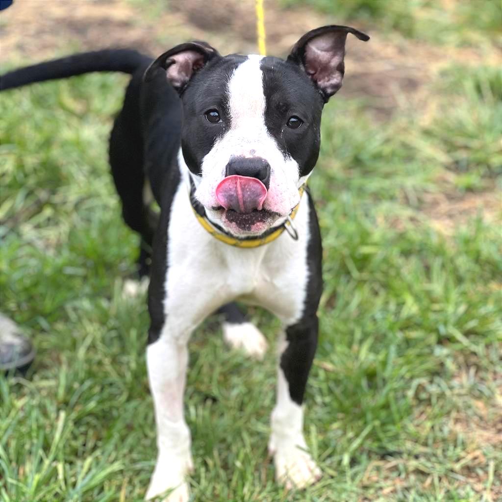 Enlarge Einstein, a Adoptable Mixed Breed in Huntington, WV image 5/5