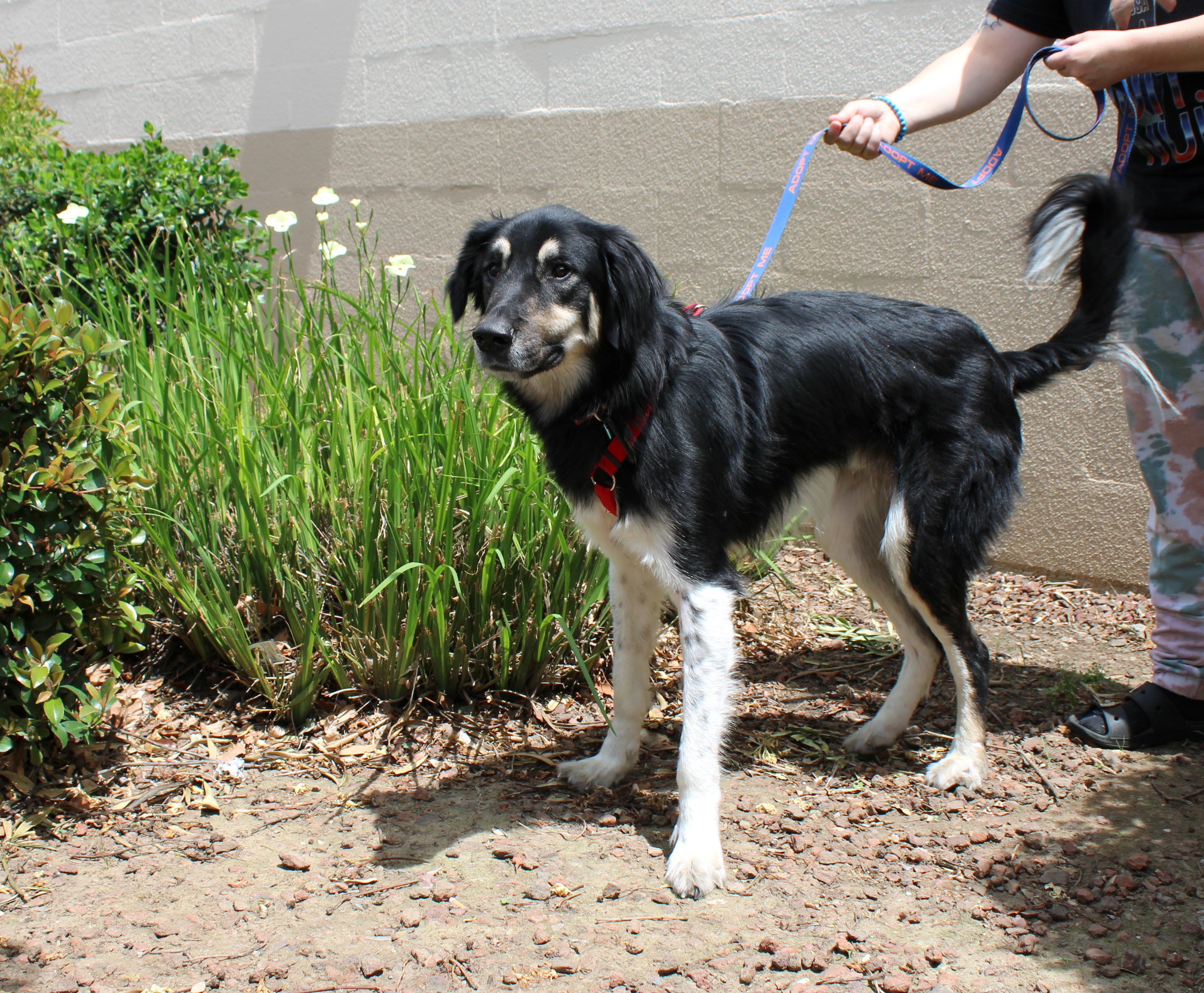 Hudson, a ADOPTABLE mixed breed in Yuba City, CA image 2/2