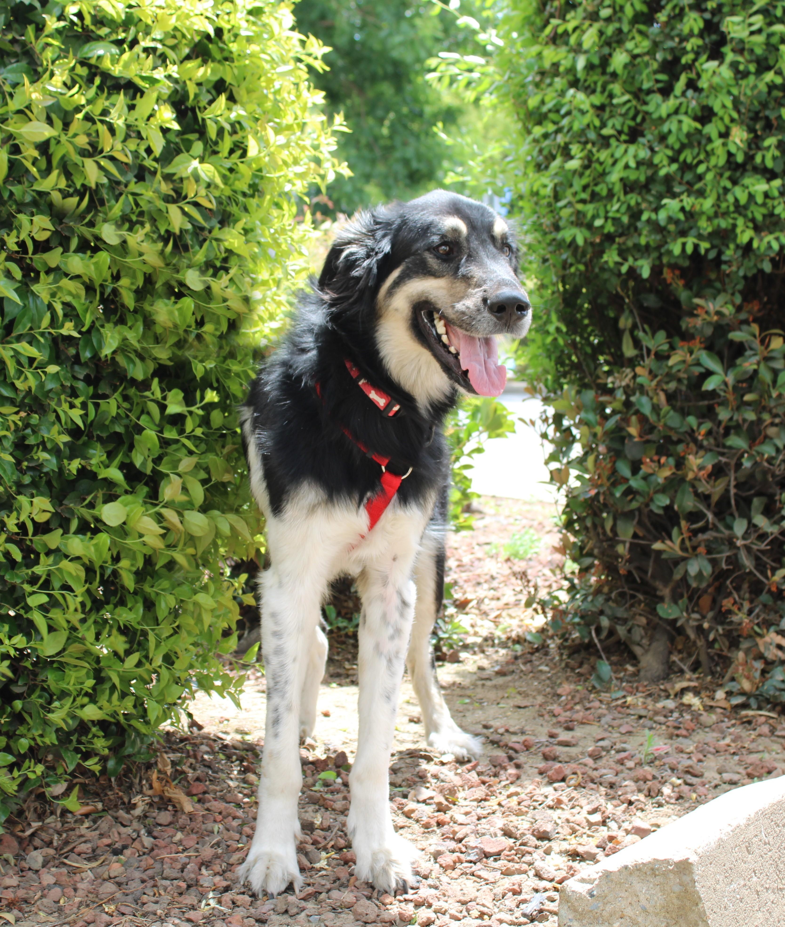 Hudson, ADOPTABLE, Adult Male Anatolian Shepherd.