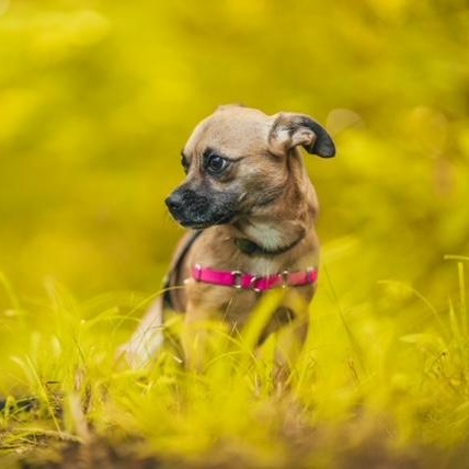 Enlarge Snooki, a ADOPTABLE mixed breed in Sweetwater, TN image 5/6