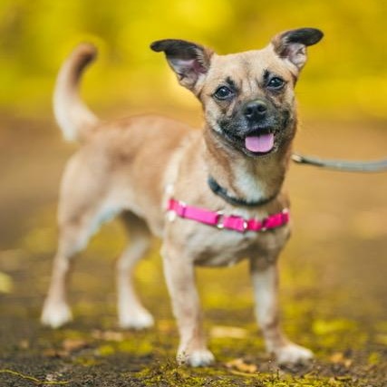 Enlarge Snooki, a ADOPTABLE mixed breed in Sweetwater, TN image 6/6