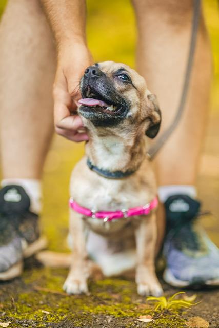 Enlarge Snooki, a ADOPTABLE mixed breed in Sweetwater, TN image 2/6