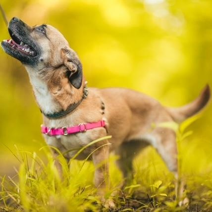 Enlarge Snooki, a ADOPTABLE mixed breed in Sweetwater, TN image 3/6