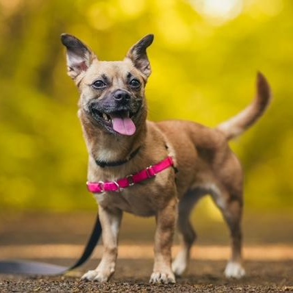 Enlarge Snooki, a ADOPTABLE mixed breed in Sweetwater, TN image 4/6