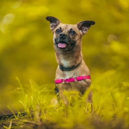 Enlarge Snooki, a ADOPTABLE mixed breed in Sweetwater, TN image 1/6