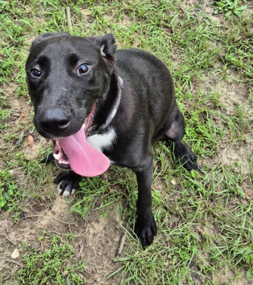 ~ Courtesy ~ Ruger, Adoptable, Young Male Labrador Retriever.