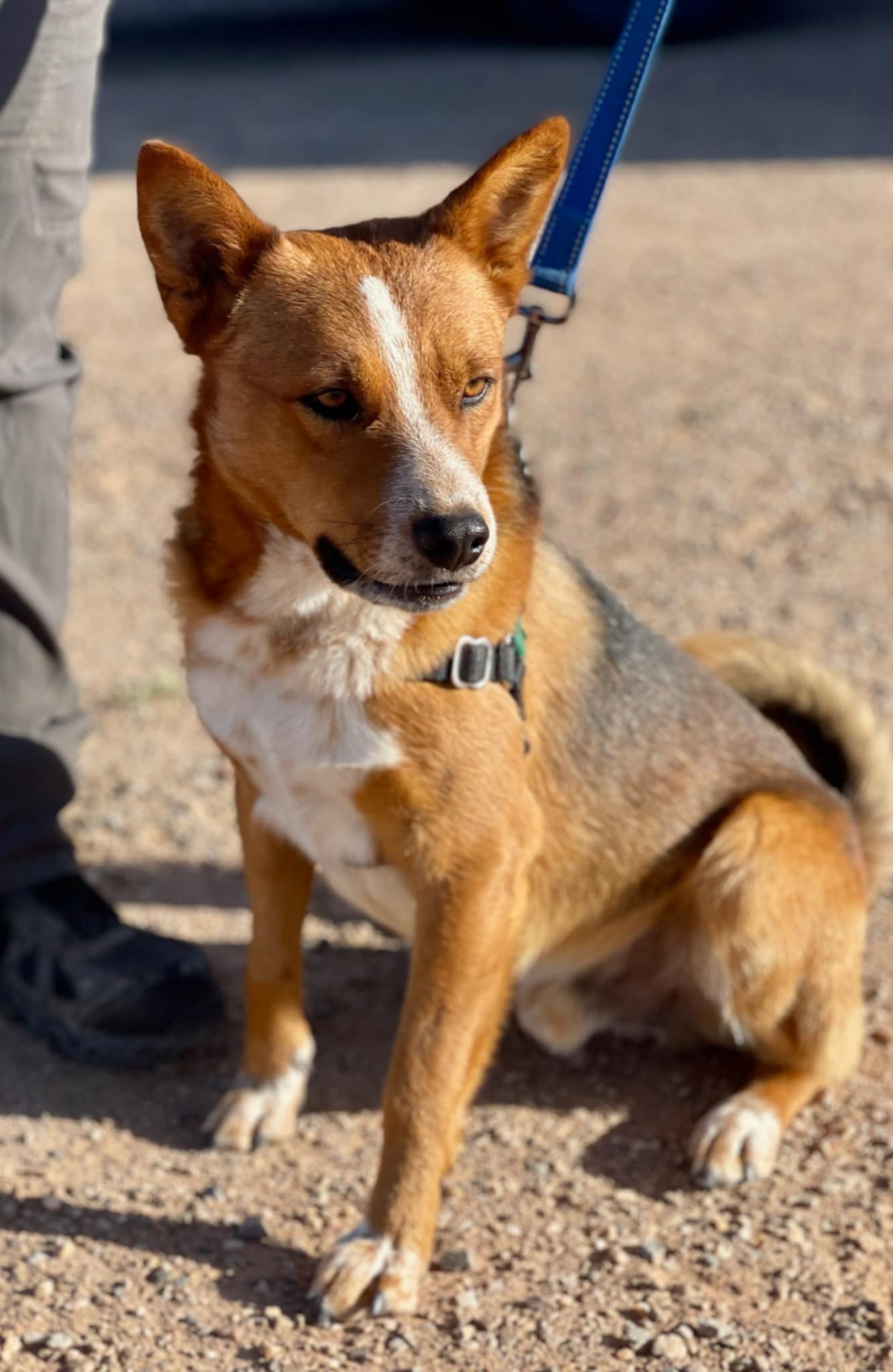 Adopt Kobe Dog for adoption