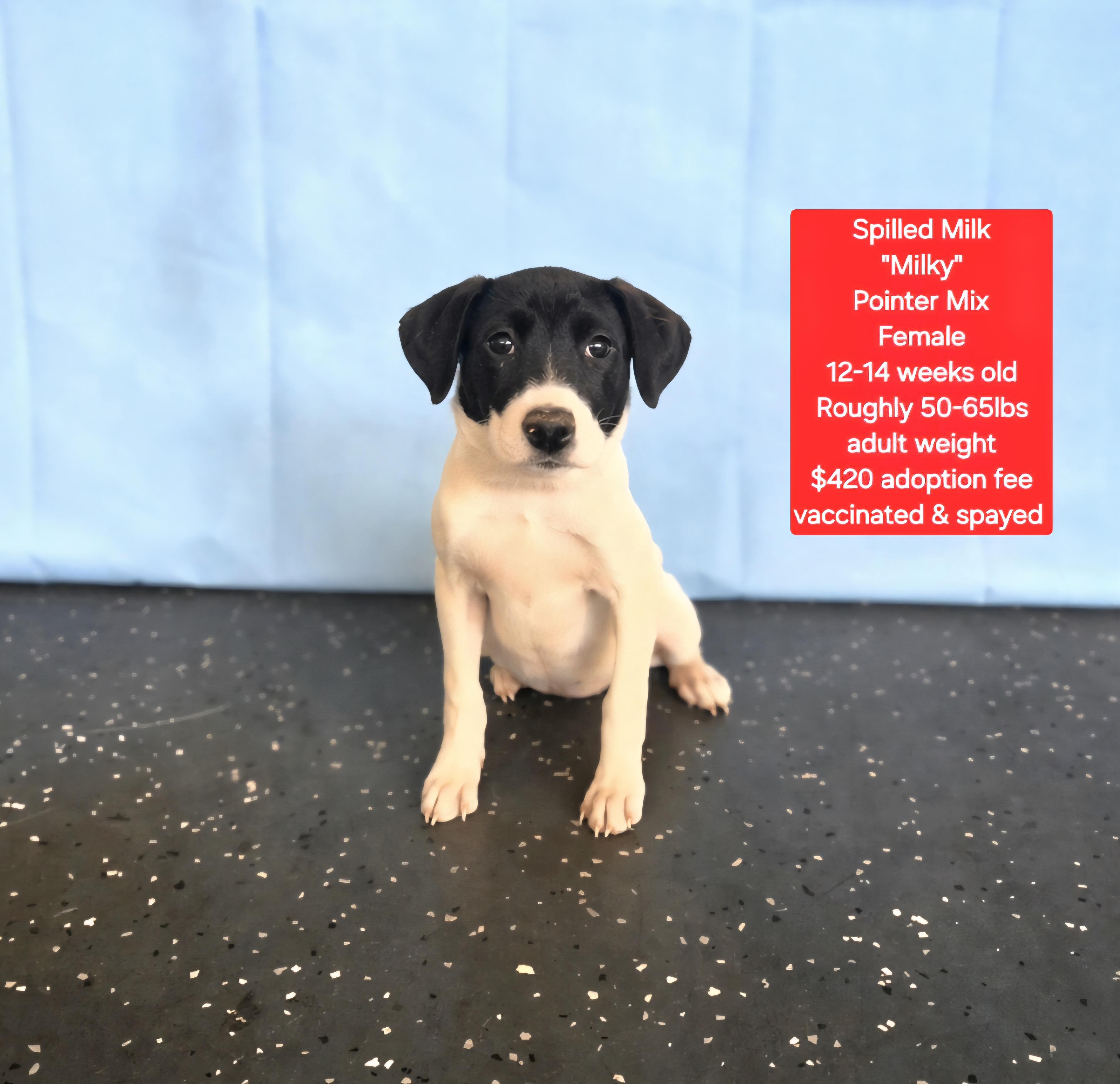 Spilled Milk "Milky", ADOPTABLE, Puppy Female Pointer.