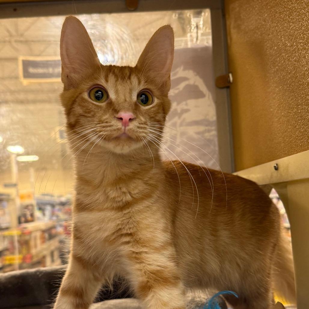 Ernie, Adoptable, Kitten Male Domestic Short Hair.