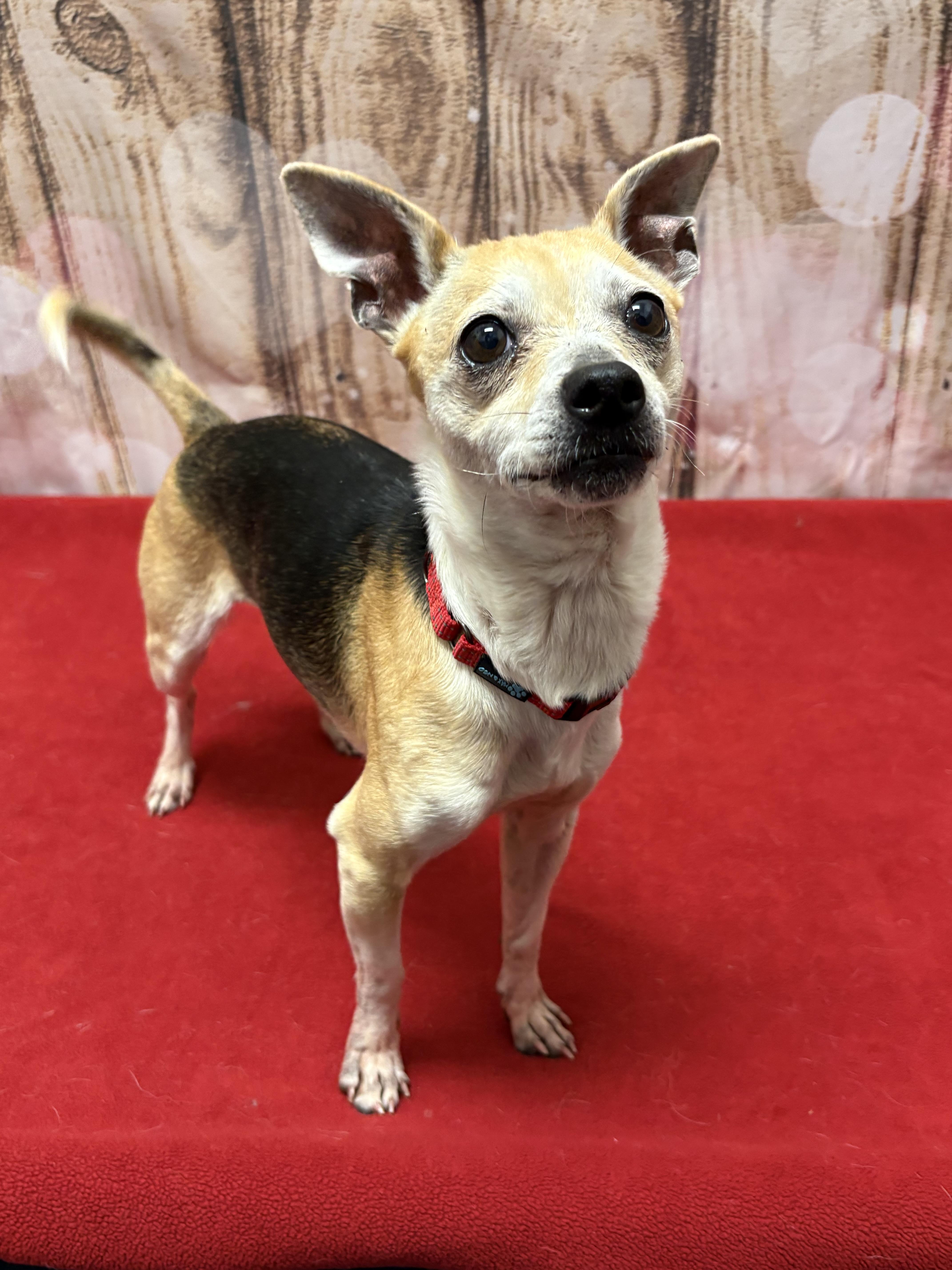 Enlarge Rocca, an adopted Chihuahua in West Valley, UT image 3/3