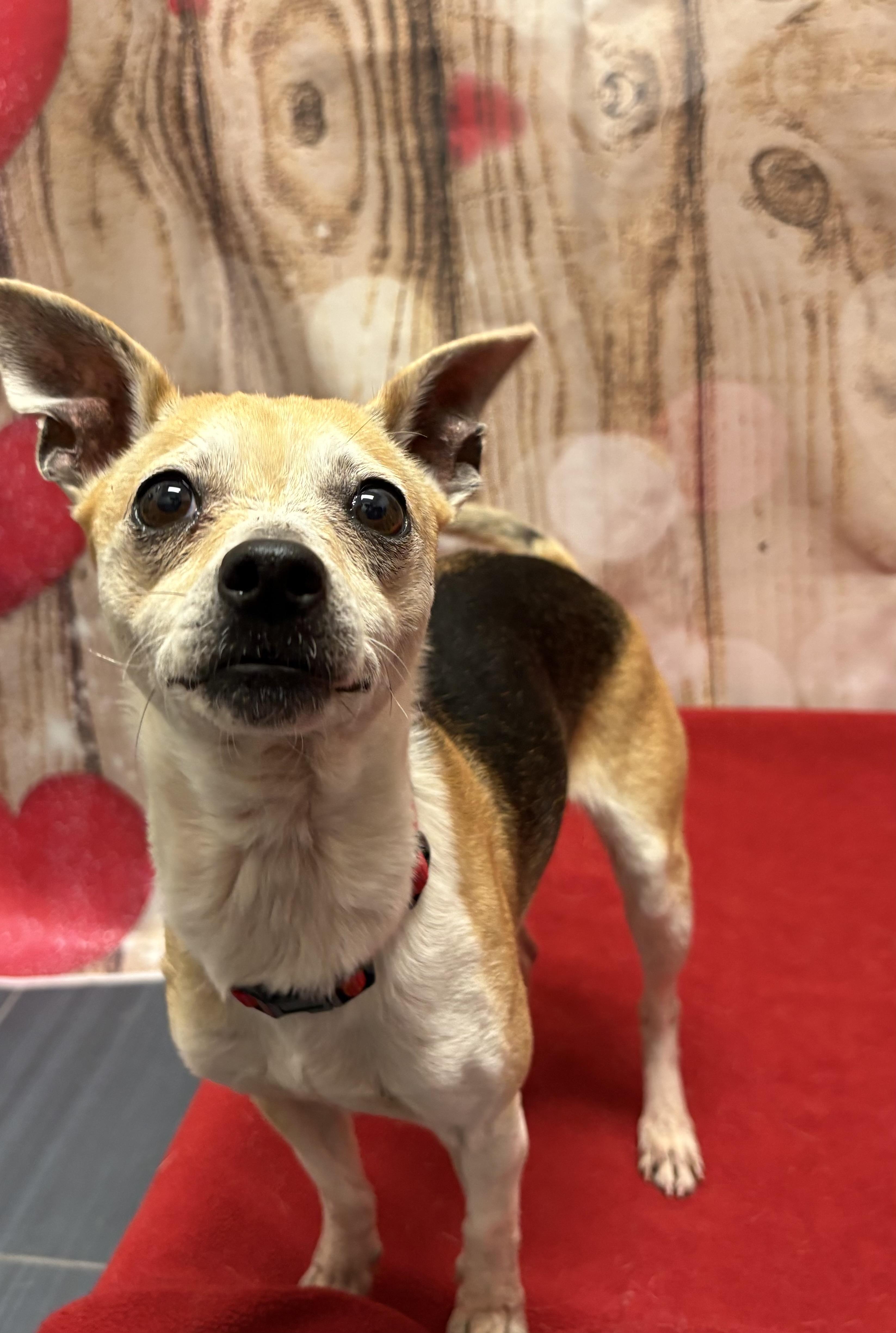 Rocca, ADOPTABLE, Adult Female Chihuahua.