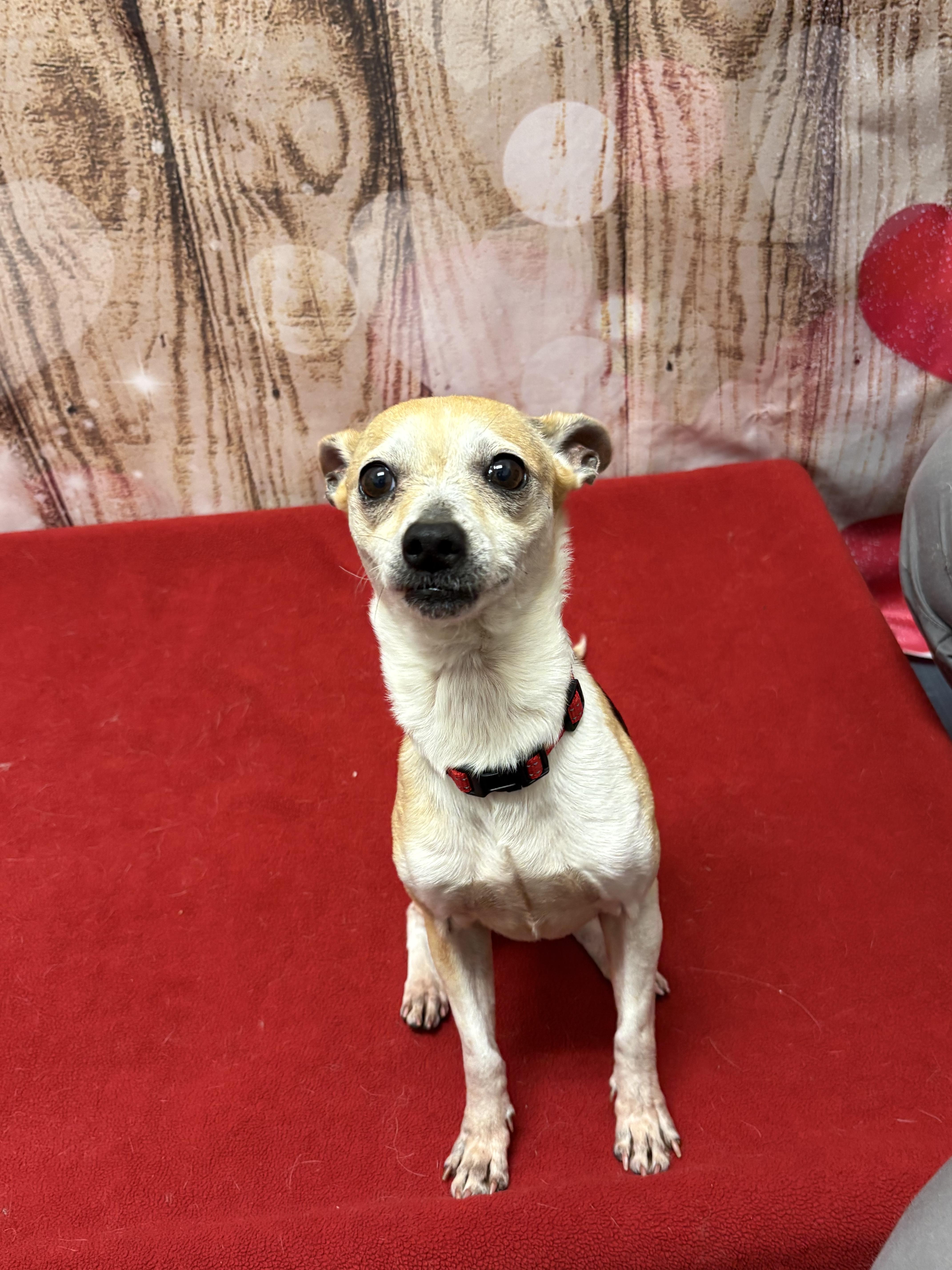 Enlarge Rocca, an adopted Chihuahua in West Valley, UT image 2/3