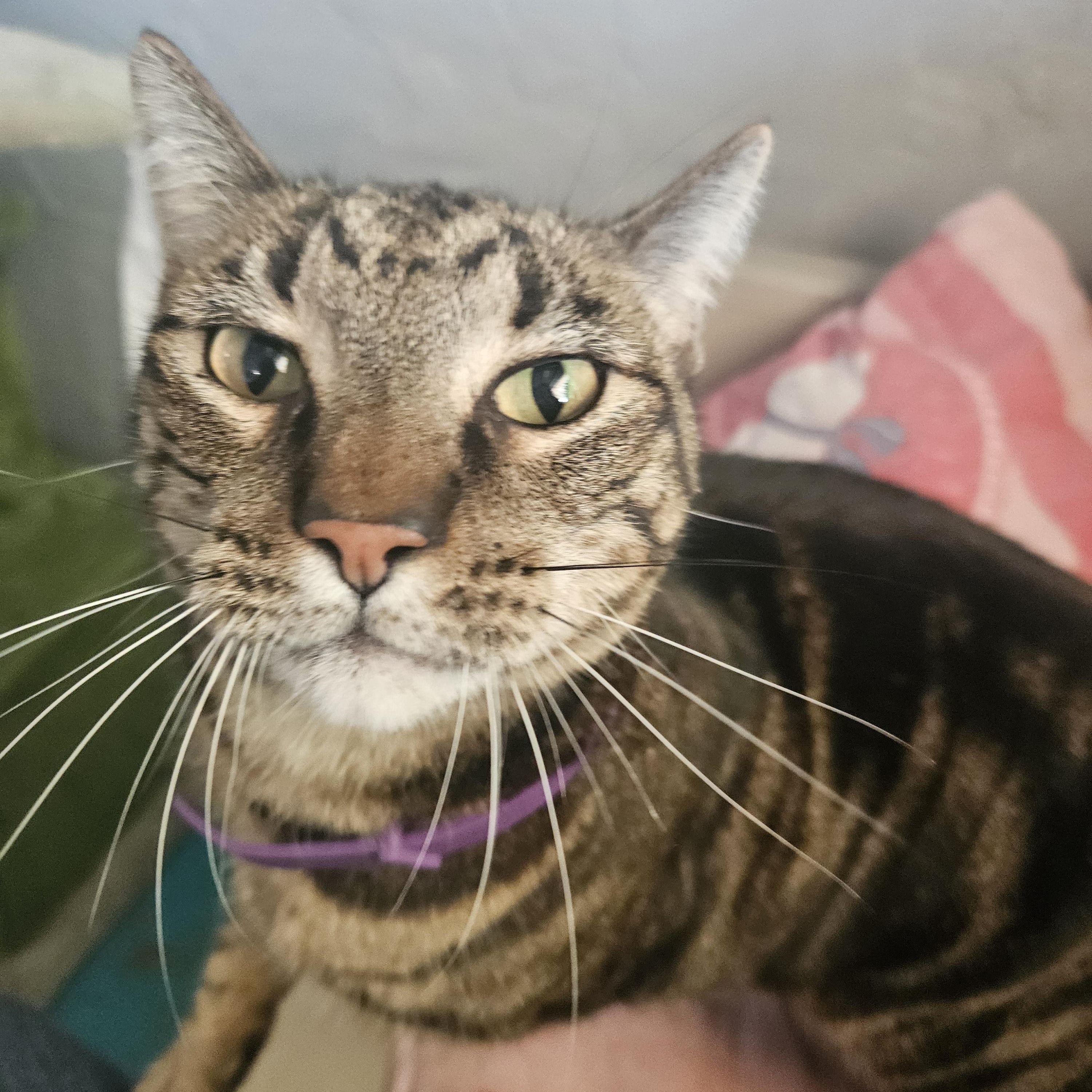 Romeo, ADOPTABLE, Adult Male Domestic Short Hair.