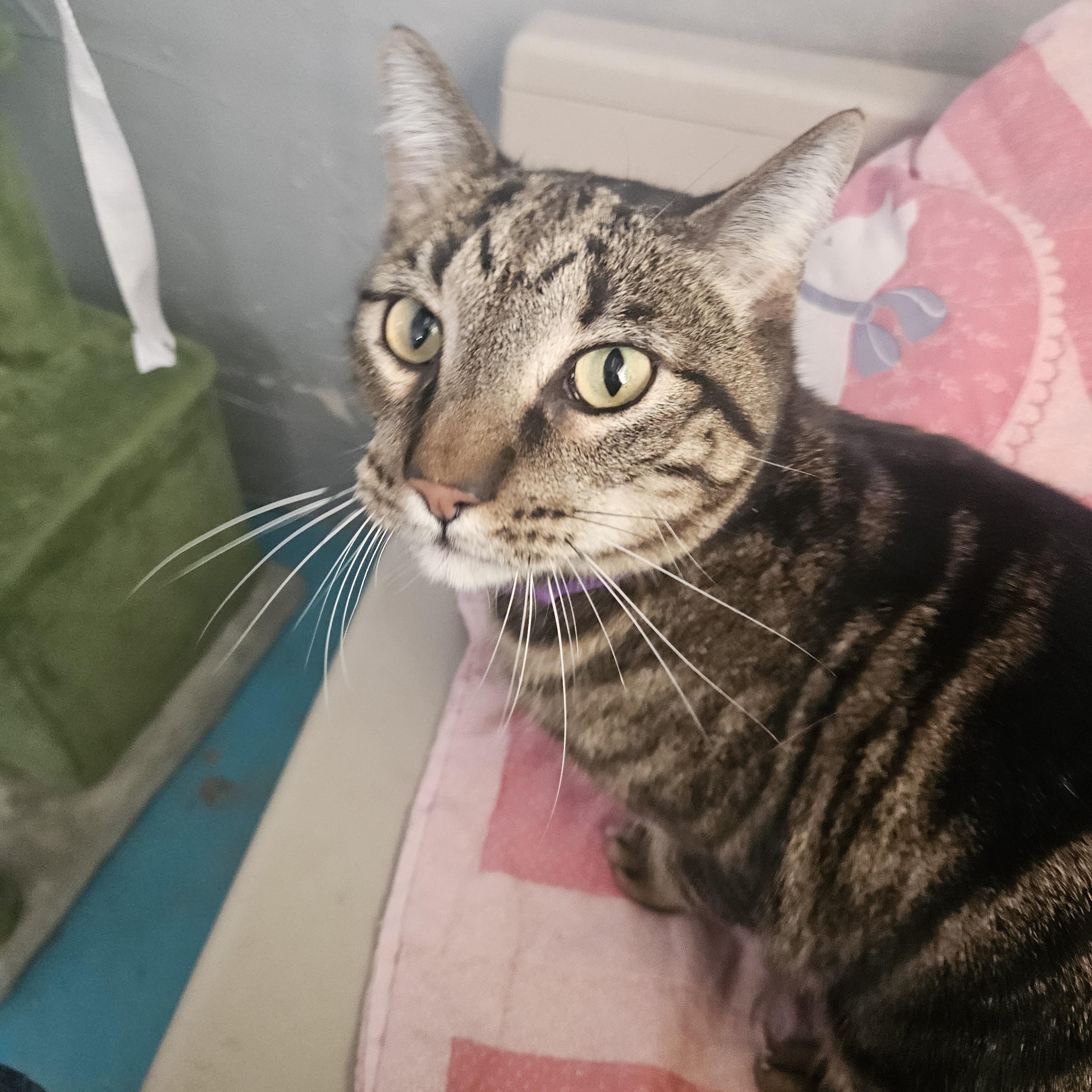 Enlarge Romeo, a ADOPTABLE Domestic Short Hair in Alpine, TX image 2/2