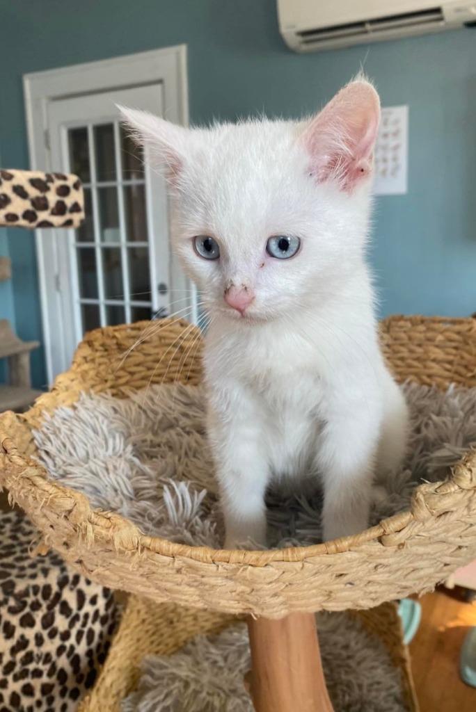 Enlarge Wilson, a Adopted mixed breed in El Dorado, AR image 1/1