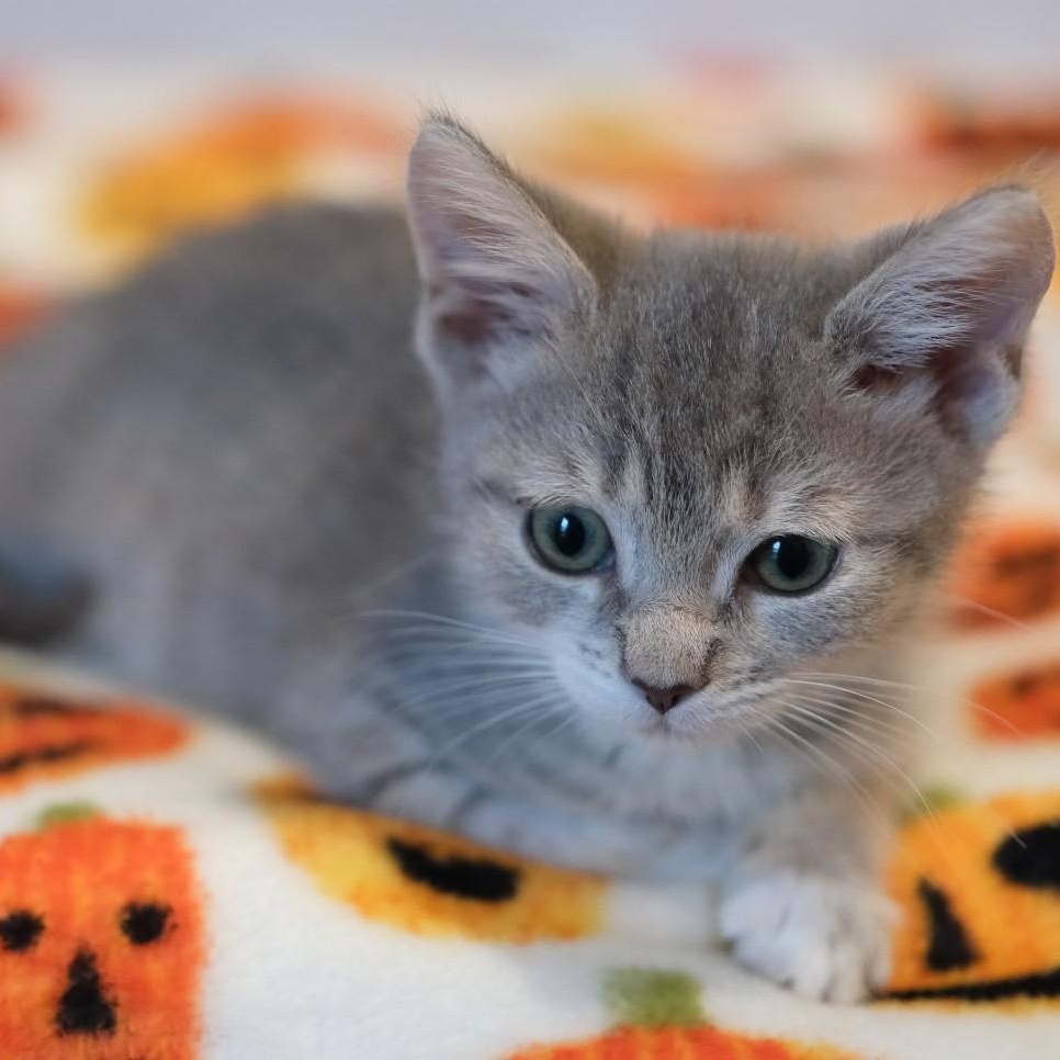 Amalie- bonded with Lucas