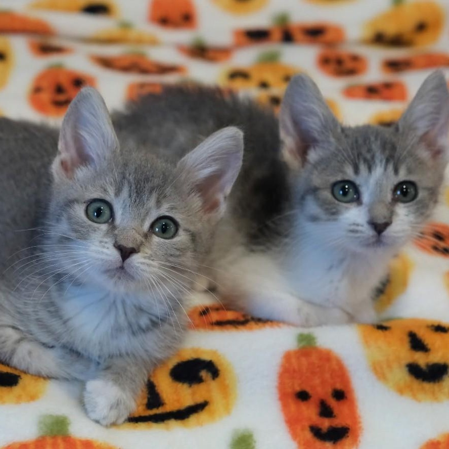 Amalie- bonded with Lucas