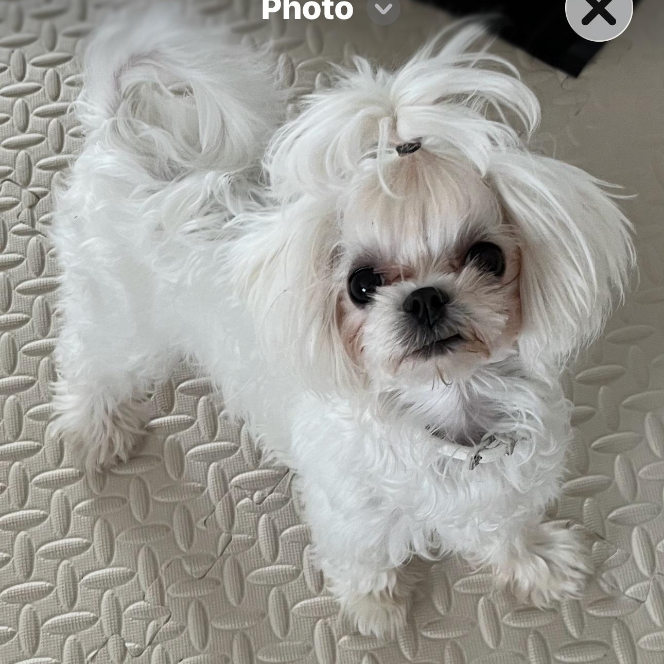 Enlarge Peanut, an adopted Maltese in Covina, CA image 2/2