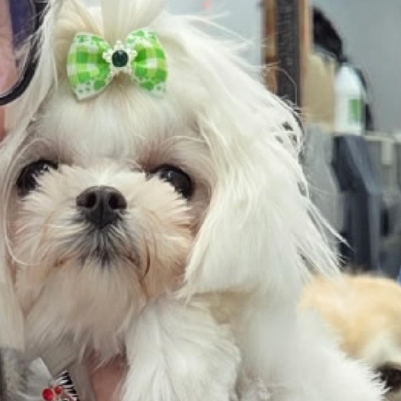 Enlarge Peanut, an adopted Maltese in Covina, CA image 1/2