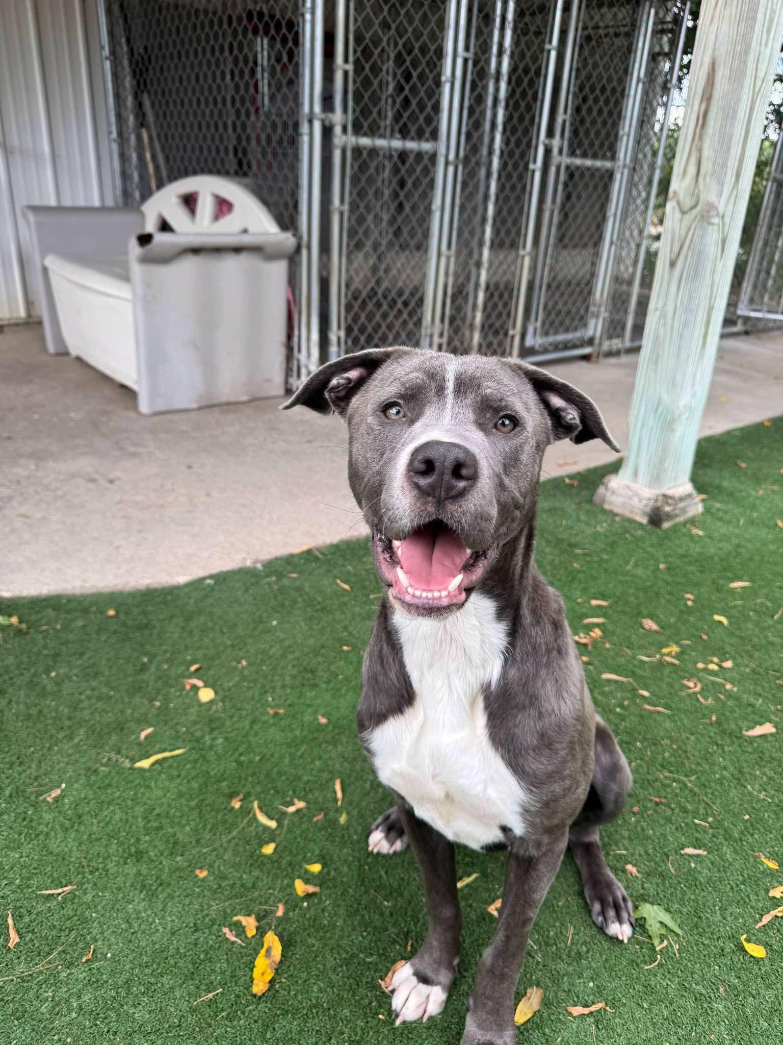 Enlarge Duke, a ADOPTABLE American Staffordshire Terrier in Durand, WI image 2/3