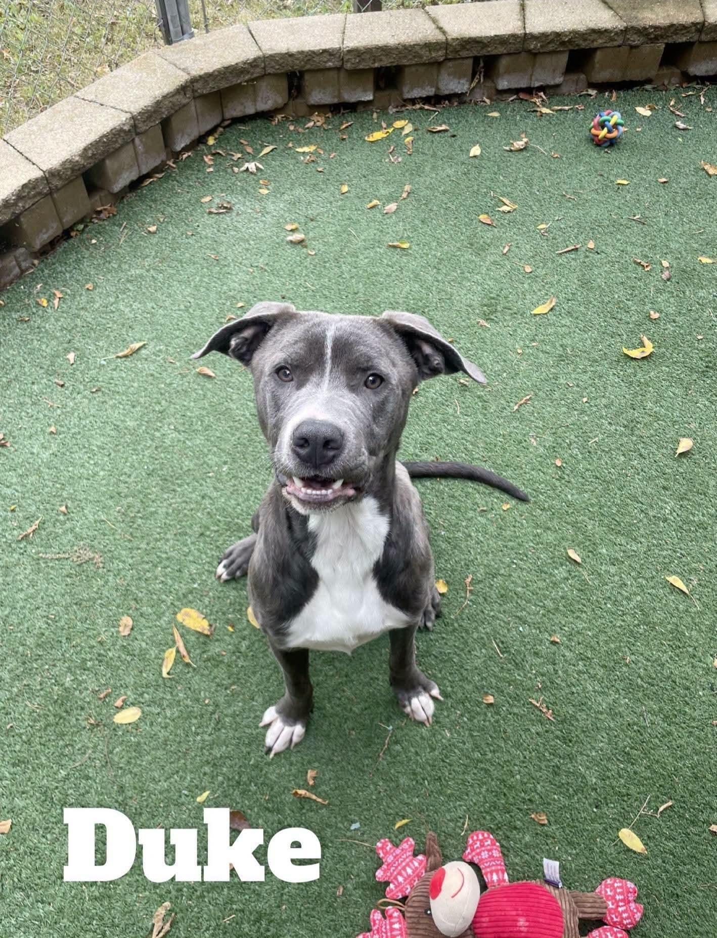 Enlarge Duke, a ADOPTABLE American Staffordshire Terrier in Durand, WI image 1/3