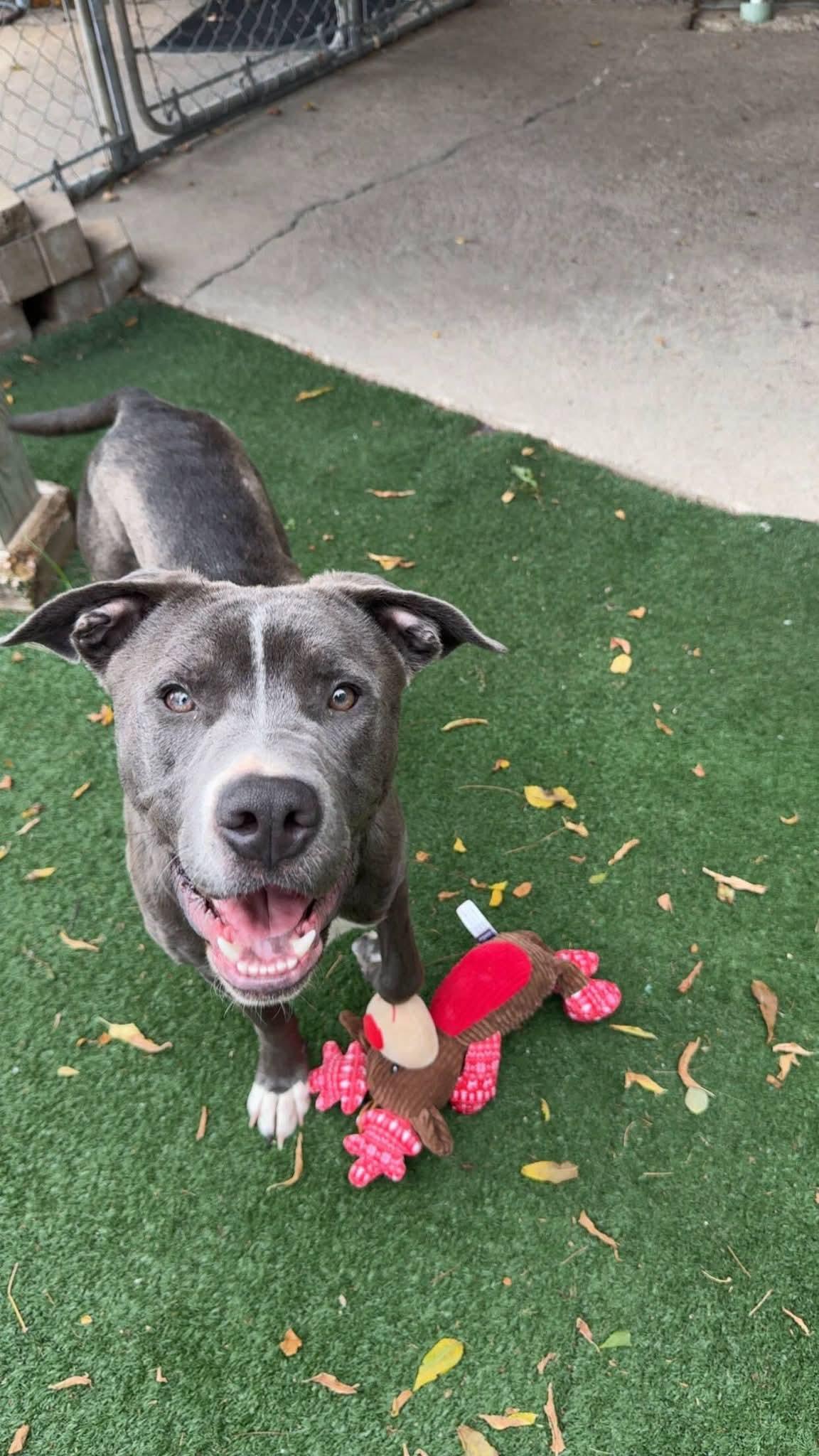 Enlarge Duke, a ADOPTABLE American Staffordshire Terrier in Durand, WI image 3/3