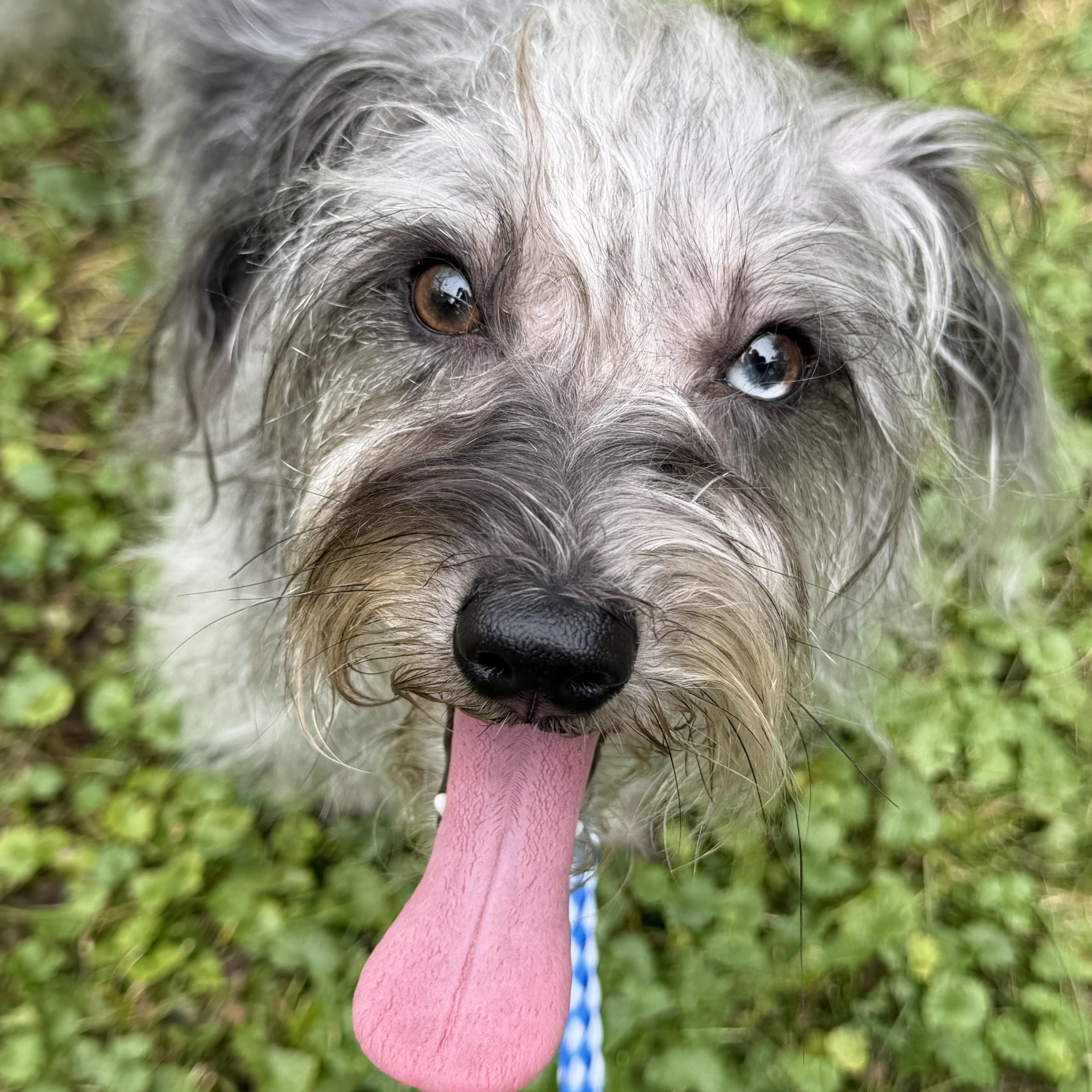 Moxie, an adopted mixed breed in Grosse Pointe Park, MI image 2/6